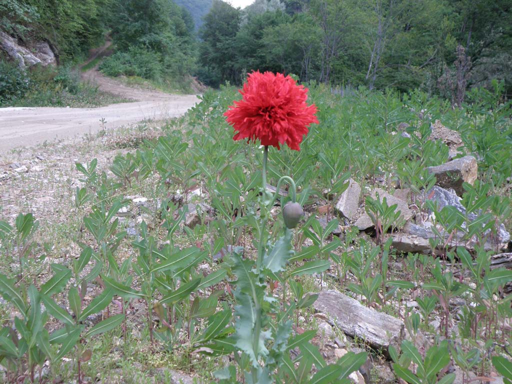 Papaveraceae da determinare